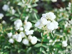 -上海辰山植物园