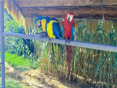 -西霞口神雕山野生动物世界