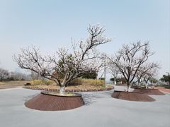 -唐岛湾公园