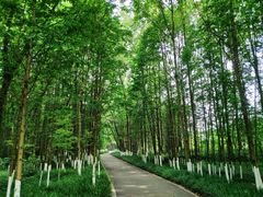 -桤木河湿地公园