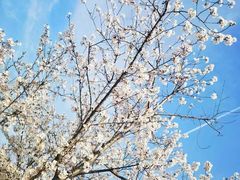 -高东镇樱花园