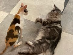 -猫小院猫主题餐厅(三里屯店)