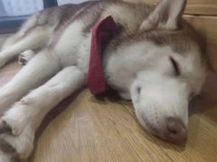 -Husky Go! 哈士奇体验馆·宠物咖啡厅狗咖