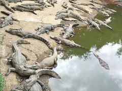 -广东茂名森林公园
