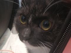 -纳吉亚猫专科动物医院·北北分院