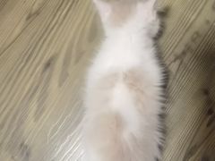 -伟伟宠物医院·CT影像中心·瑞派犬猫综合性门诊(汉口总院)