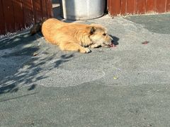 -东北四季饺子王(华山路店)