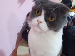 -李小姐の猫咖啡馆(五角场店)