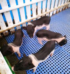 -萌宠亲子动物乐园(槐房万达店)