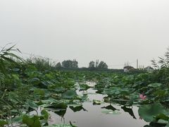 -白洋淀景区