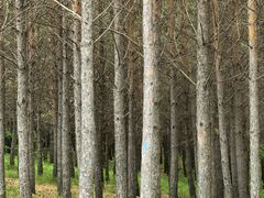 -塞罕坝国家级自然保护区