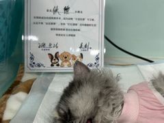 -达爱动物医院·犬猫分区·CT·复杂眼科(远洋山水分院)