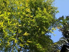 -先机泉水鸡汤(南山老君洞店)