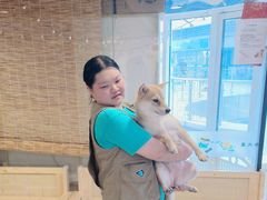 -南京Hallo宠物乐园·哈罗犬舍·柴犬繁育基地
