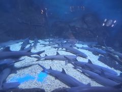 -烟台海昌鲸鲨海洋公园