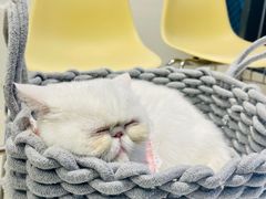 -怪兽屋·羊驼·猫咖·狗咖(俊华广场店)