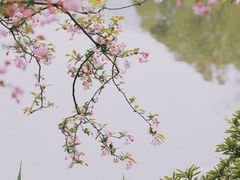 -西湖外事游船(花港观鱼码头)