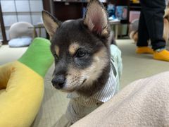 -逗柴咖啡屋·狗咖猫咖宠物桌游