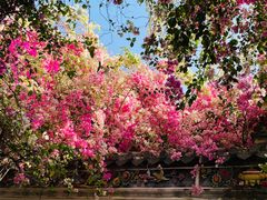 -深圳国际园林花卉博览园