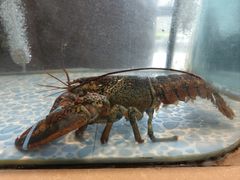 -大渔小鲜火锅店