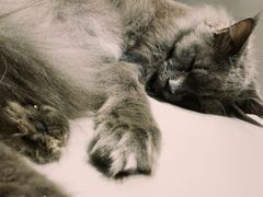 -藏猫猫咖啡主题馆(中央大道店)