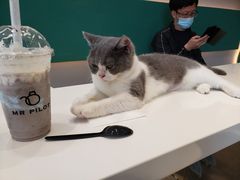 -飞行喵MR PILOT|猫舍·猫咖(静安大融城店)