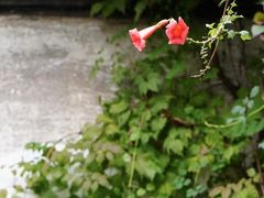 -青果巷历史文化街区