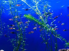 -上海海洋水族馆