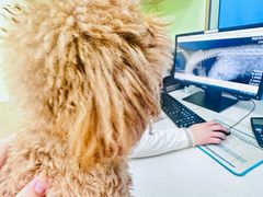 -瑞鹏宠物医院犬猫全科(真大分院)