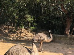 -深圳野生动物园
