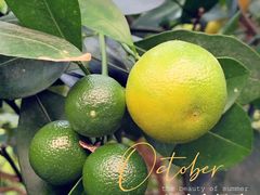 -兰陵国家农业公园