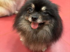-和它·交个朋友·狗咖猫咖(爱琴海店)