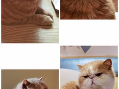 -滚猫咖啡·猫咖·猫友好撸猫(未来城店)