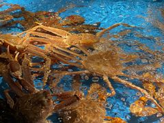 -徐记海鲜(南油永新汇店)