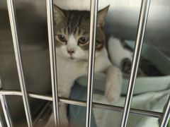 -乐琪宠物医院·犬猫专科·骨外科·急重症