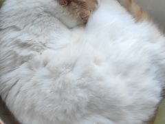 -猫在这儿猫咪咖啡馆·撸猫馆