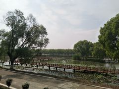 -洪湖生态旅游区