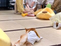 -逗柴咖啡屋·狗咖猫咖宠物桌游