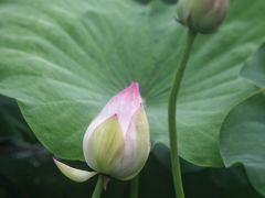 -厦门园林博览苑