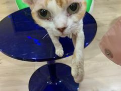 -Bastet sally猫舍购宠(静安店)