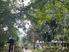 -中国科学院西双版纳热带植物园