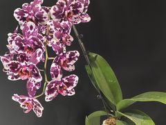 -北京植物园-展览温室