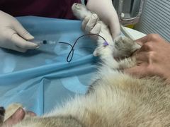 -纳吉亚猫专科动物诊疗中心(蒋宅口分院)