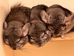 -龙猫仔乐园(惠福东路店)