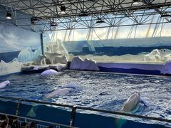 -秦皇岛乐岛海洋王国