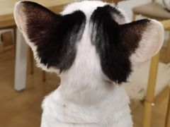 -有喵·猫咖·狗咖·30几只猫10只小狗(岗厦店)