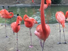-圣地亚哥动物园