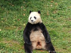 -卧龙中华大熊猫苑神树坪基地