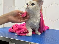 -瑞鹏宠物医院犬猫全科(真大分院)