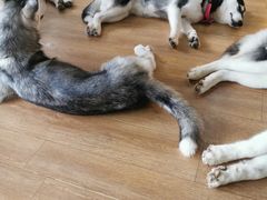 -Husky Go! 哈士奇体验馆·宠物咖啡厅狗咖